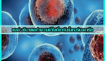 เซลล์ อธิบายและทำความเข้าใจเกี่ยวกับชั้นเทอร์เบลลาเรีย
