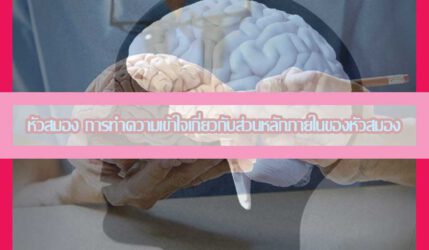 หัวสมอง การทำความเข้าใจเกี่ยวกับส่วนหลักภายในของหัวสมอง